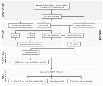 Antioxidant network-based signatures cluster glioblastoma into distinct redox-resistant phenotypes